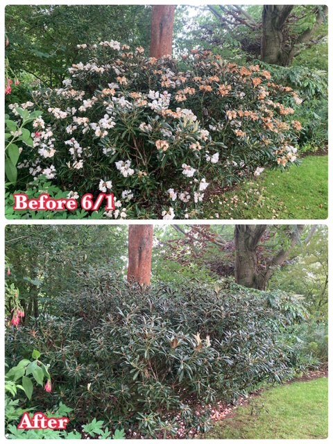 ニュージーランドの植物園で学んだデッドヘッディング技術を活かし、ガーデン内の咲き終わった花を摘む。