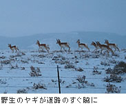 野生のヤギが道路のすぐ脇に