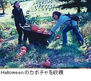 Halloweenのカボチャを収穫